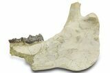Fossil Titanothere (Megacerops) Jaw - South Dakota #300032-1
